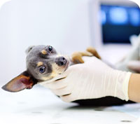 Dyrare veterinärvård – se till att din hund är rätt försäkrad!